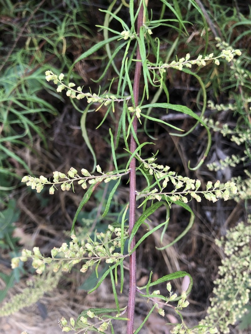 San Diego Sagewort photo 3