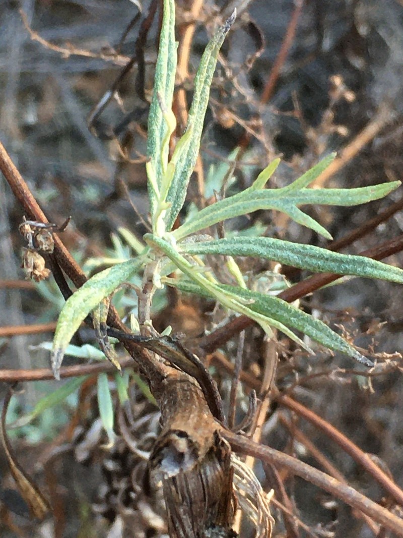 San Diego Sagewort photo 4