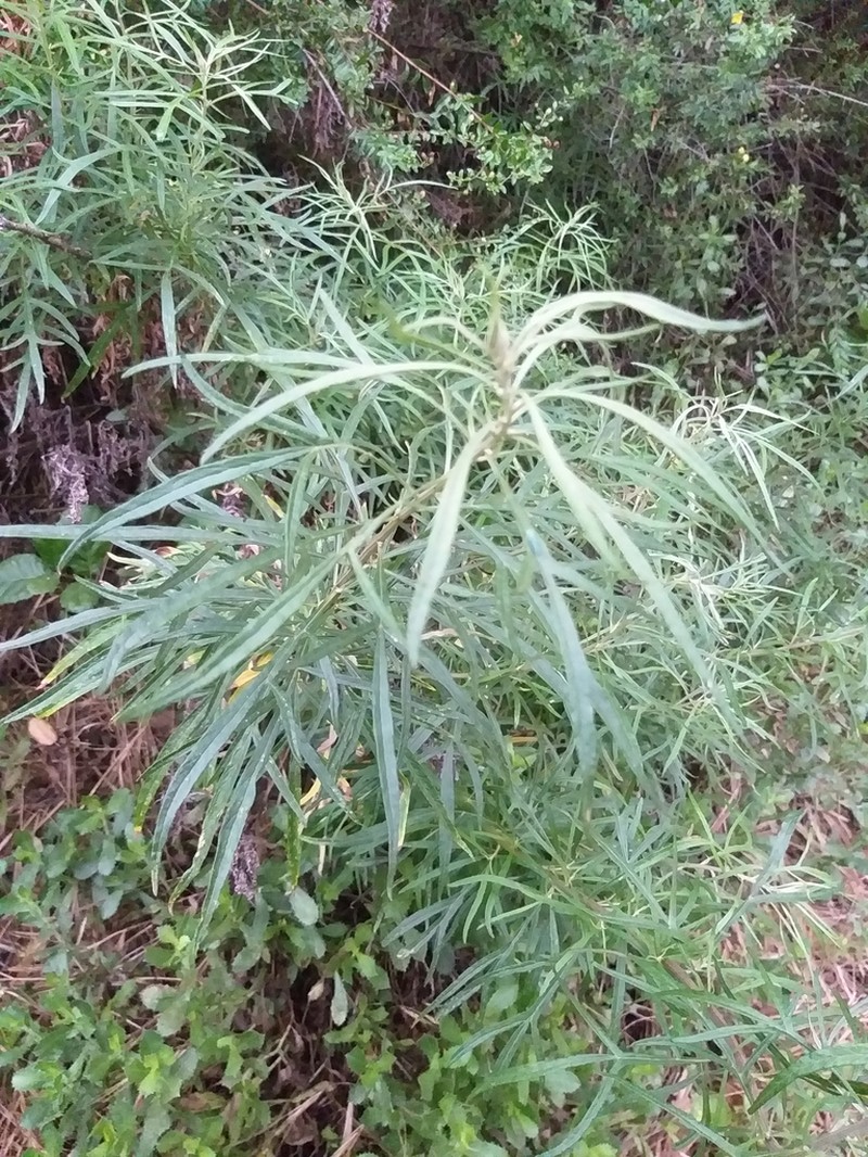 San Diego Sagewort photo 5