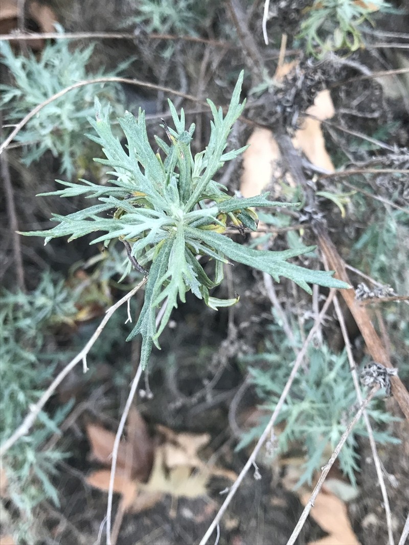 San Diego Sagewort photo 6