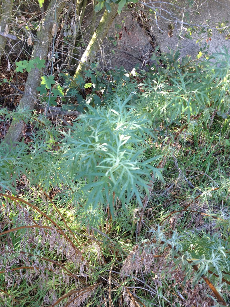San Diego Sagewort photo 7