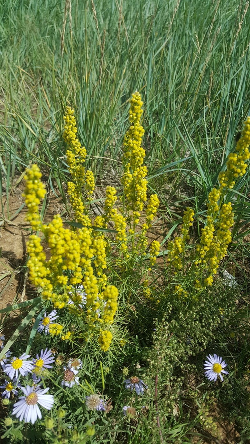 Artemisia palustris