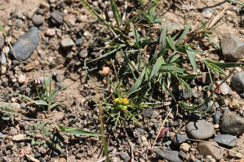 Artemisia palustris photo 2