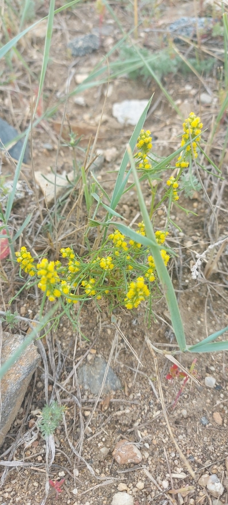 Artemisia palustris photo 3