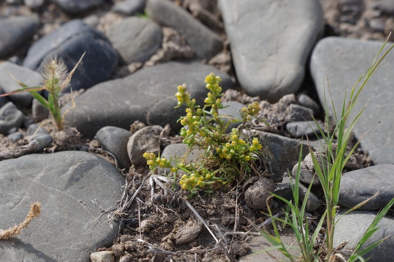 Artemisia palustris photo 4