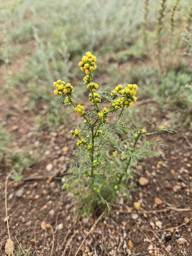 Artemisia palustris photo 5