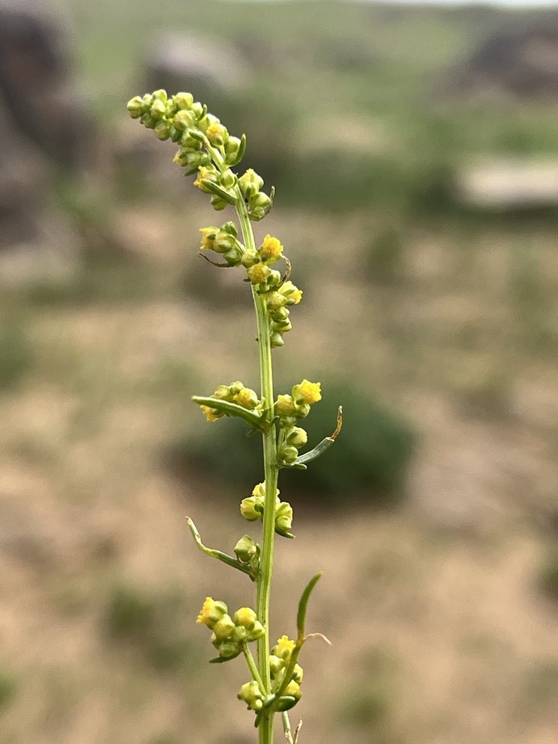 Artemisia palustris photo 7