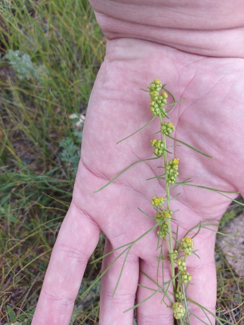 Artemisia palustris photo 8