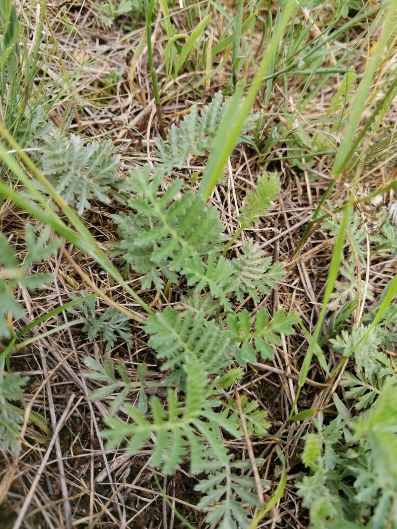 Artemisia pancicii