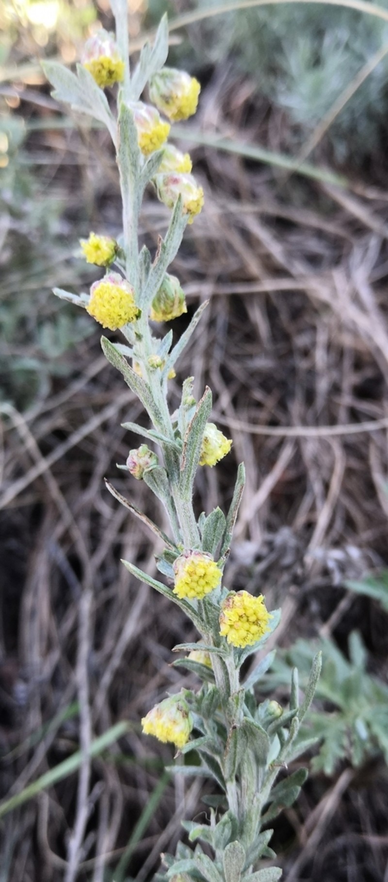 Artemisia pancicii photo 2