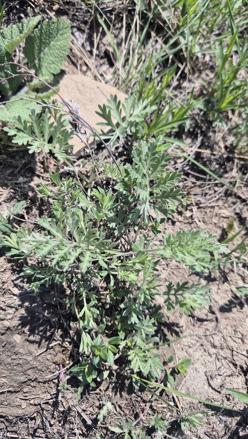 Artemisia pancicii photo 3
