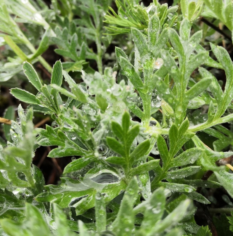Artemisia pancicii photo 4