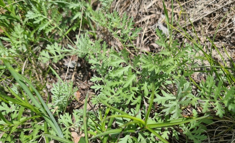 Artemisia pancicii photo 5
