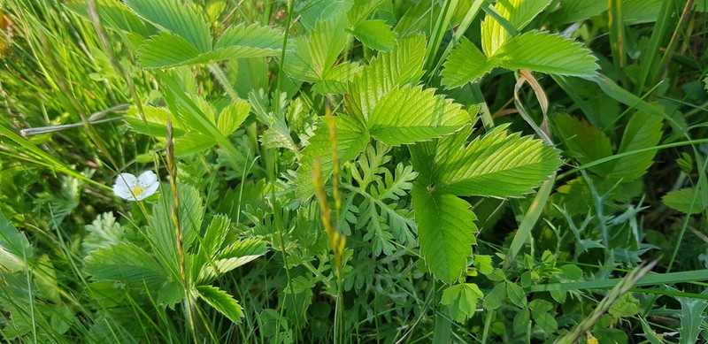 Artemisia pancicii photo 6