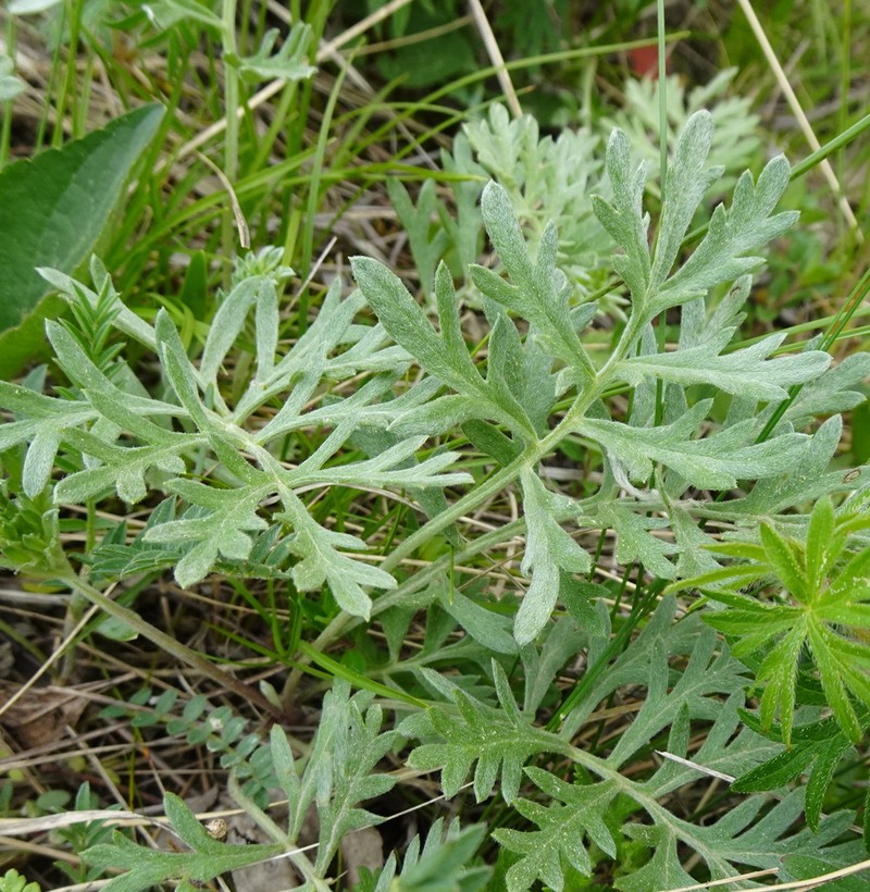 Artemisia pancicii photo 7