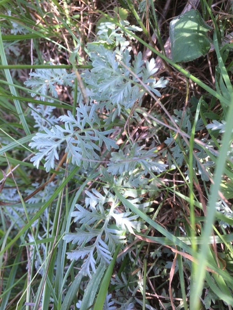 Artemisia pancicii photo 8