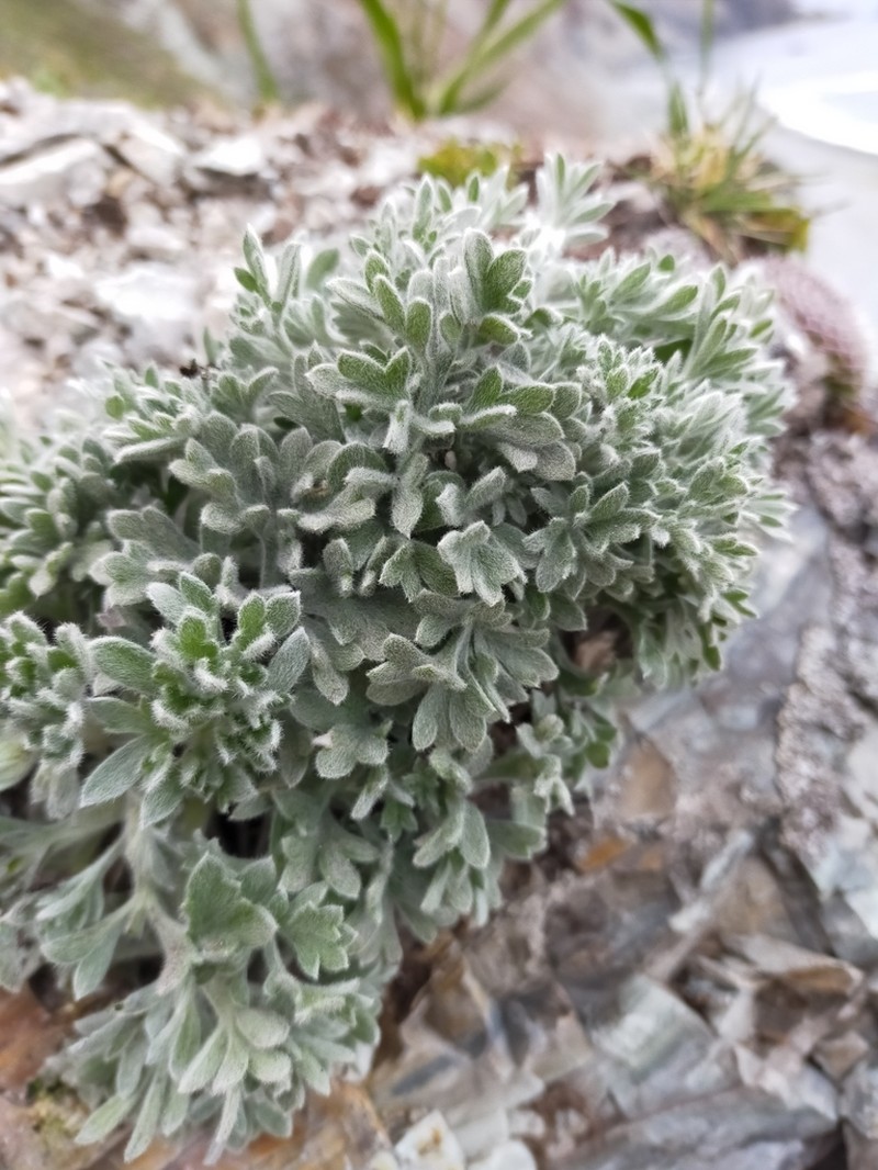 Artemisia pannosa