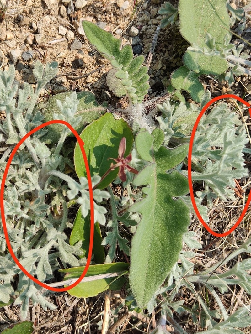 Artemisia pannosa photo 2