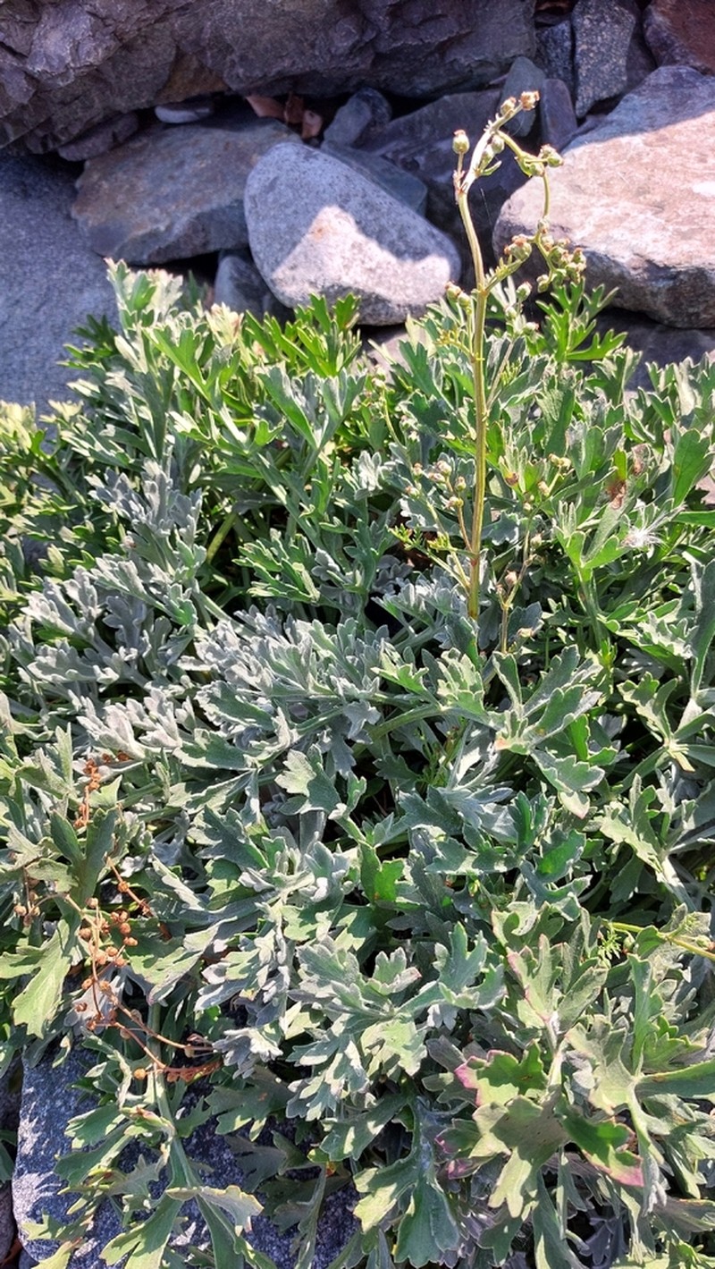 Artemisia pannosa photo 3
