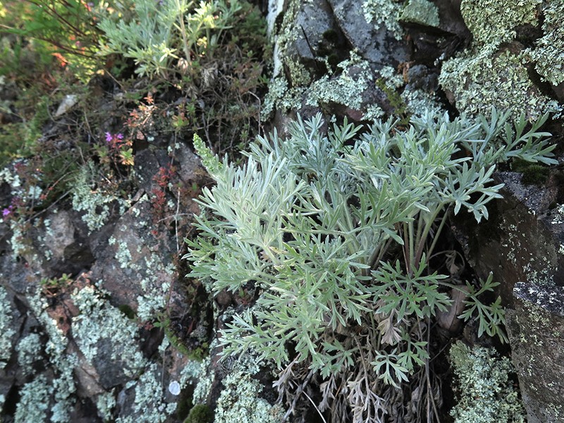 Artemisia pannosa photo 4