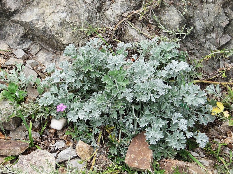 Artemisia pannosa photo 5