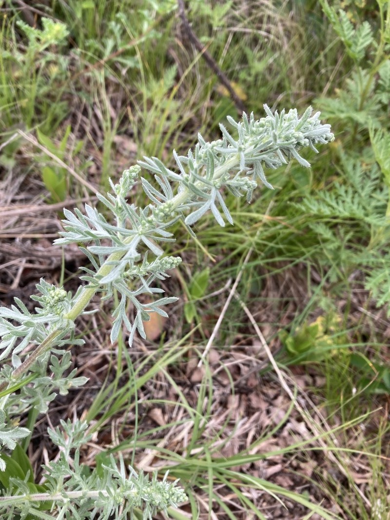 Artemisia pannosa photo 6