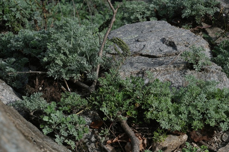 Artemisia pannosa photo 8