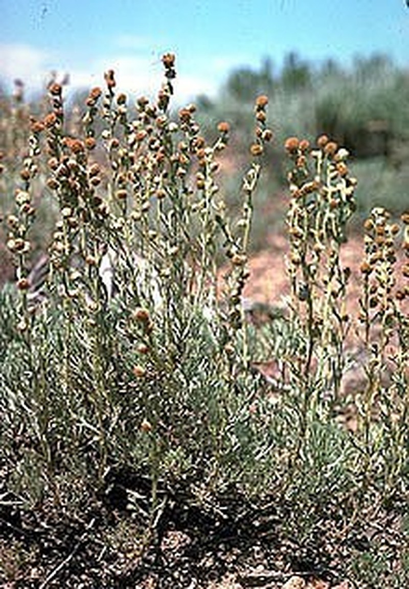 Owyhee Sage