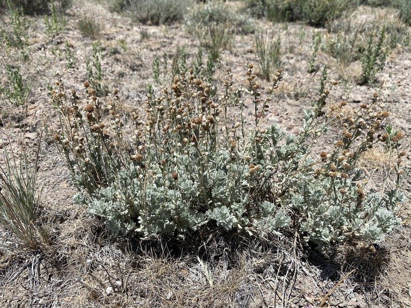 Owyhee Sage photo 2