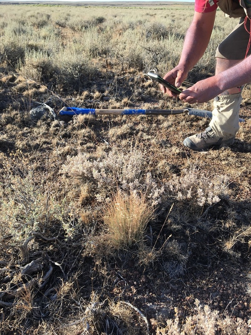 Owyhee Sage photo 3