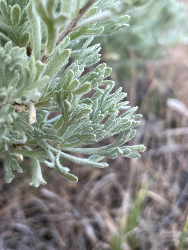 Owyhee Sage photo 4