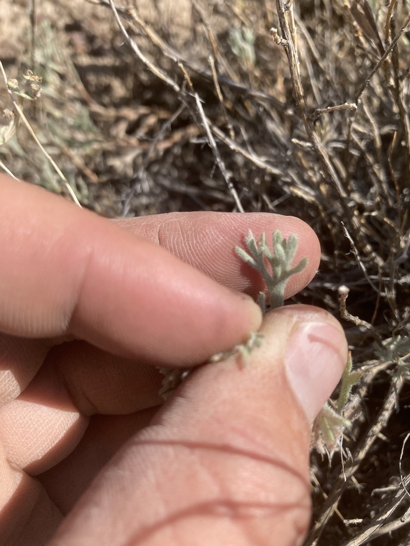 Owyhee Sage photo 5