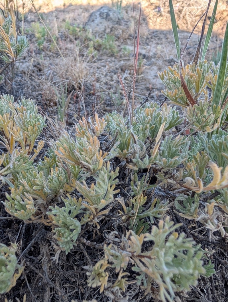 Owyhee Sage photo 6