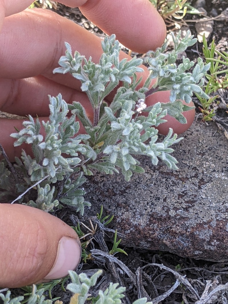 Owyhee Sage photo 7
