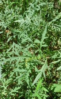 Artemisia parviflora