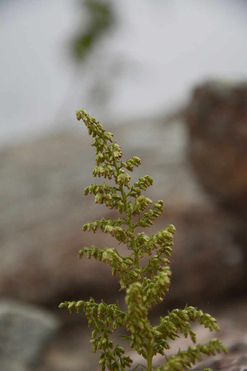 Artemisia parviflora photo 2