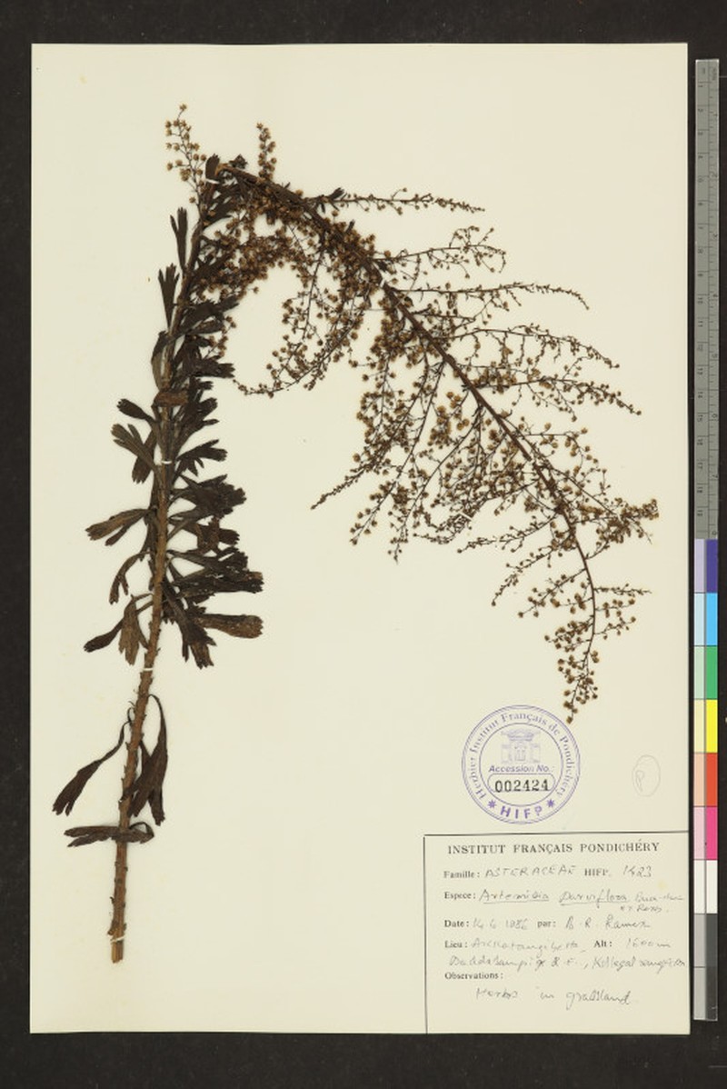 Artemisia parviflora photo 3