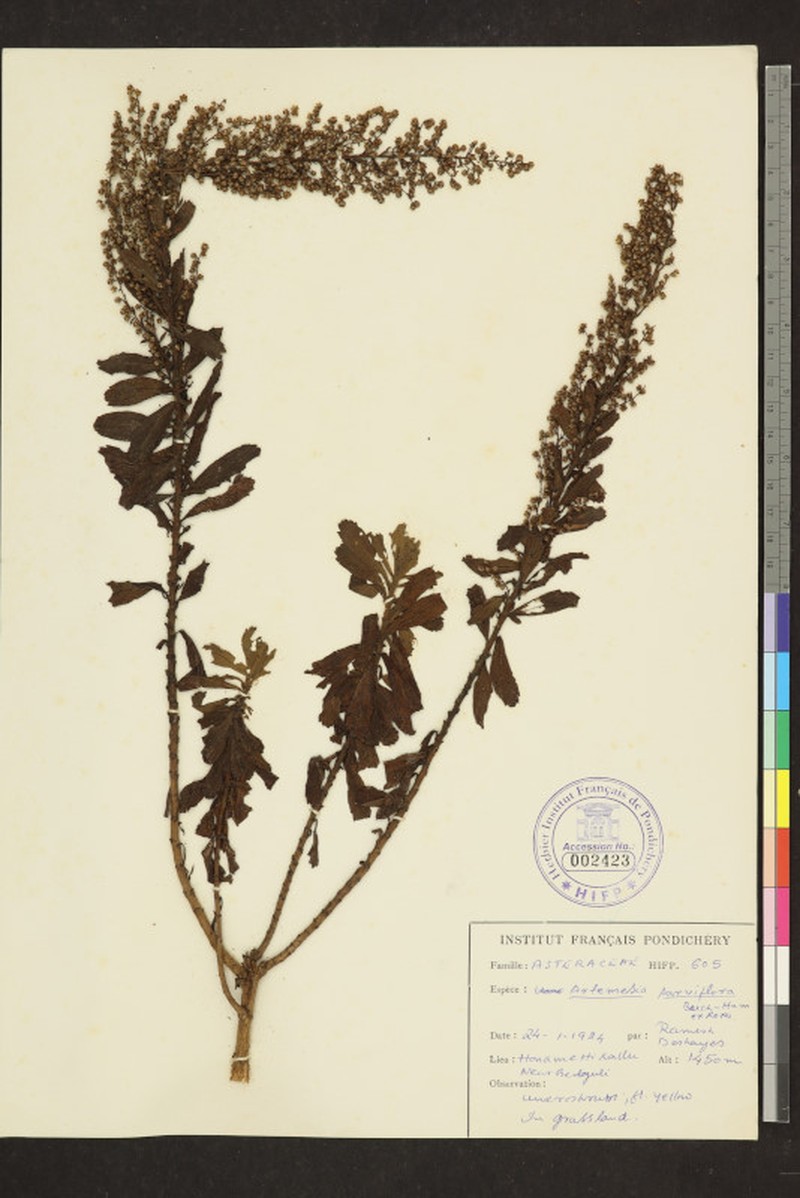 Artemisia parviflora photo 4