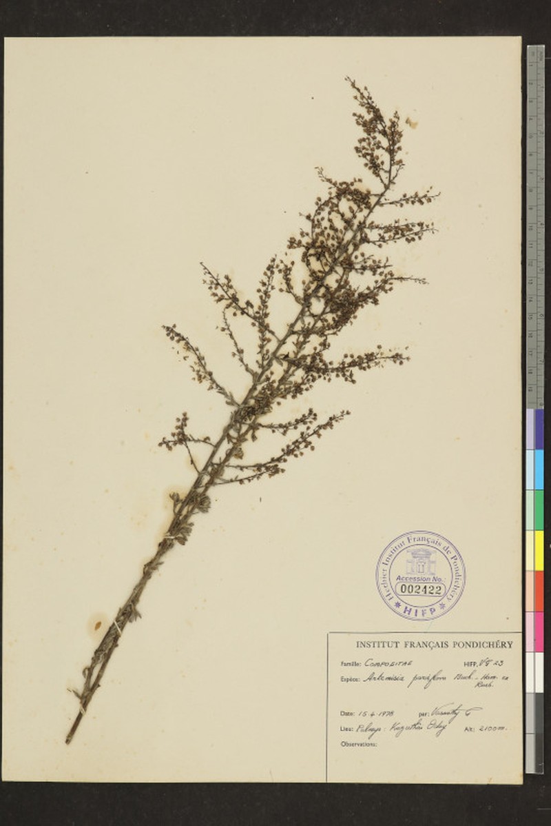 Artemisia parviflora photo 5