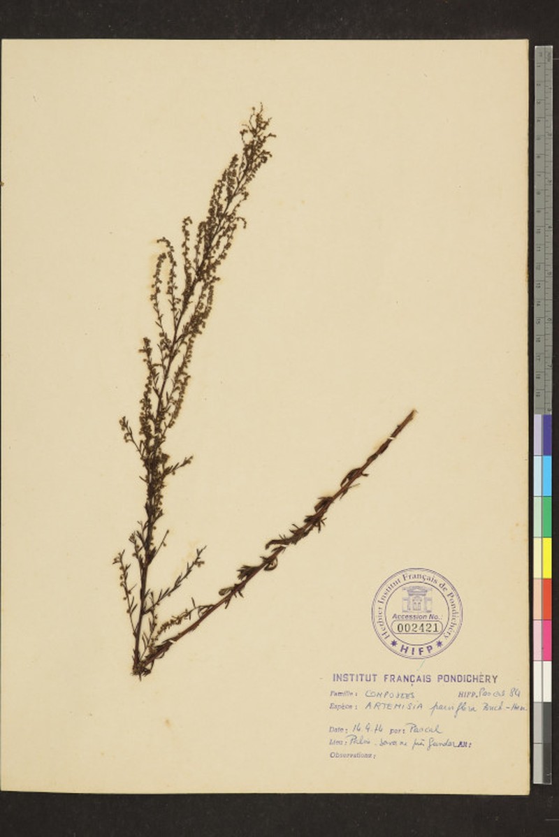 Artemisia parviflora photo 6