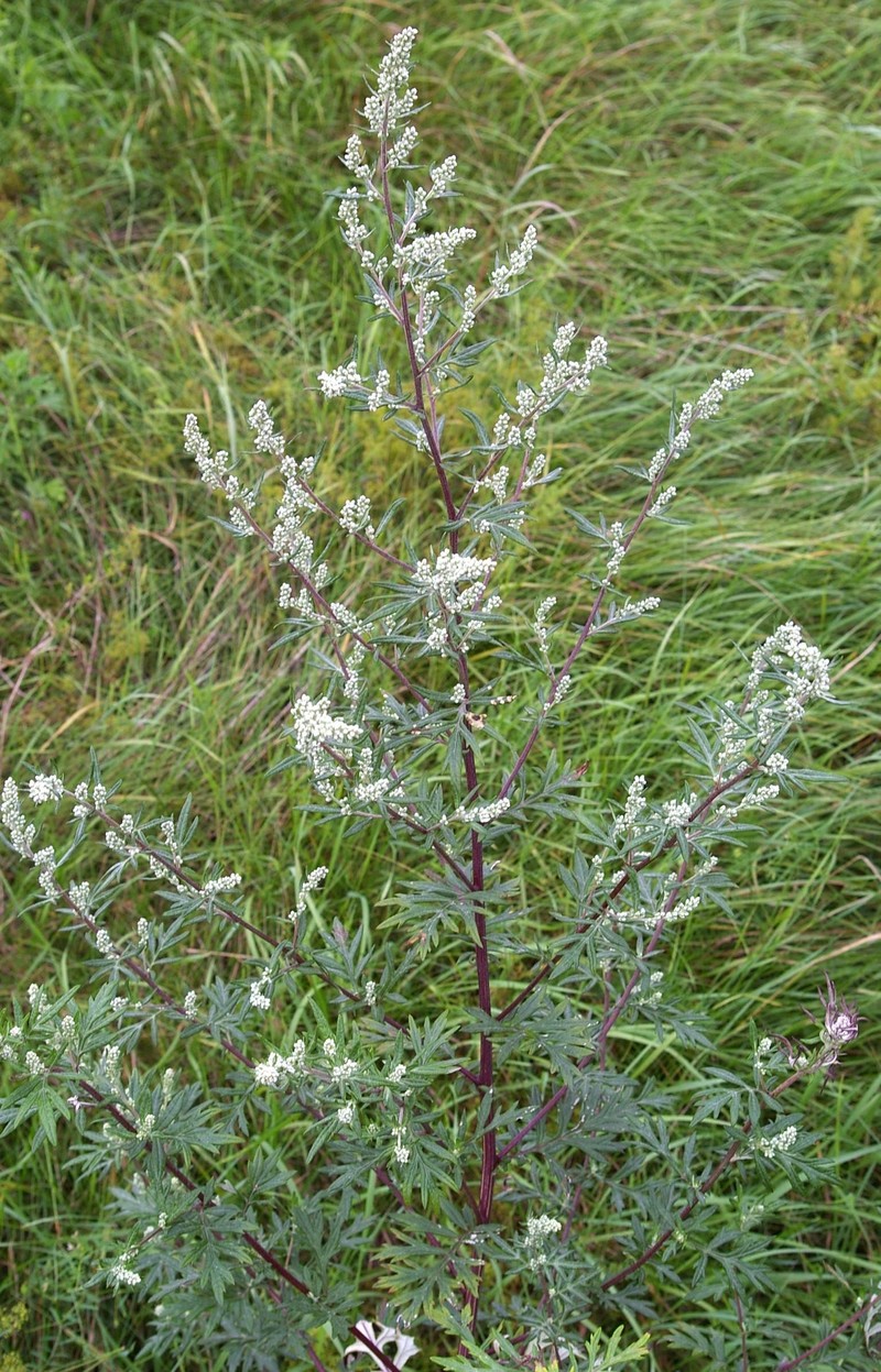 Artemisia parviflora