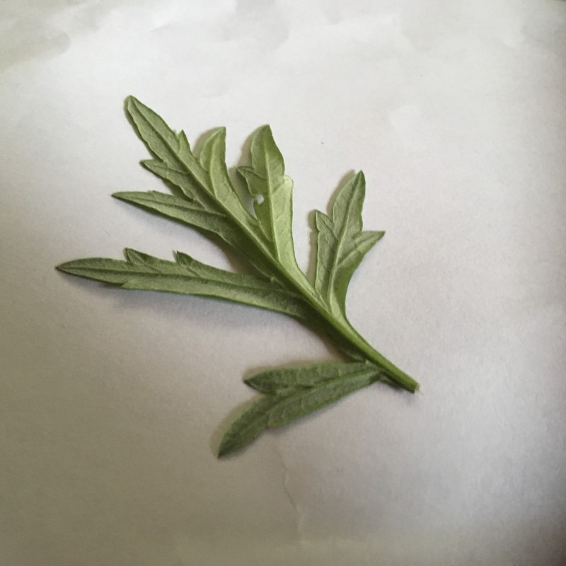 Artemisia parviflora photo 2