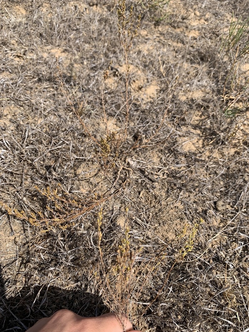 Artemisia pauciflora