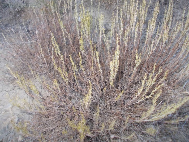 Artemisia pauciflora photo 2