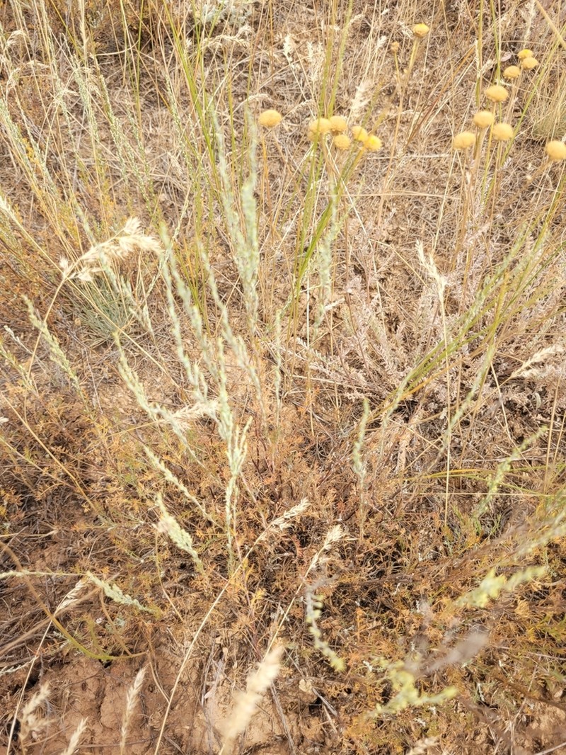 Artemisia pauciflora photo 3