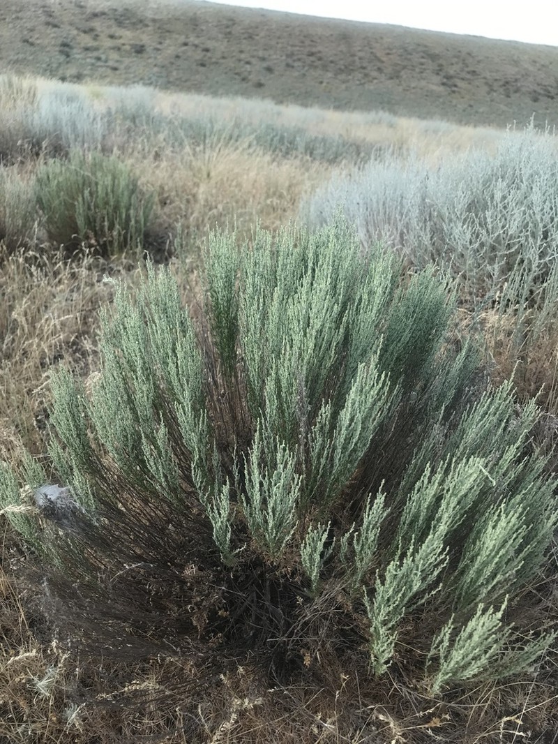 Artemisia pauciflora photo 4