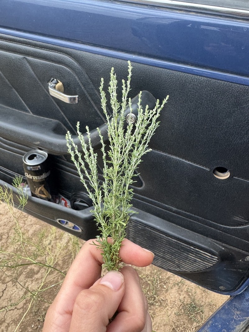 Artemisia pauciflora photo 5