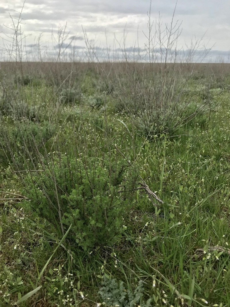 Artemisia pauciflora photo 6