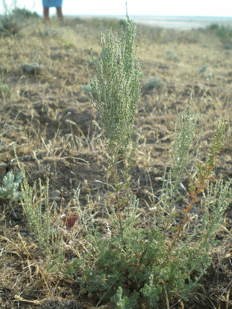 Artemisia pauciflora photo 7