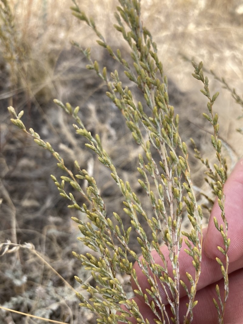 Artemisia pauciflora photo 8